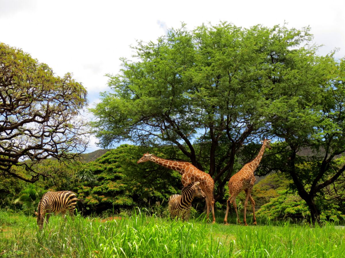 Giraffes and zebras at the Honolulu Zoo