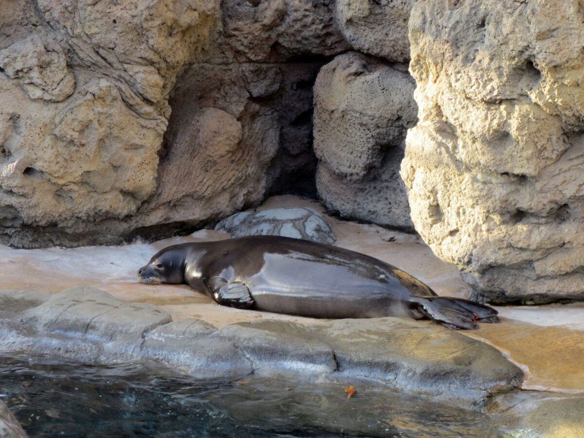 Monk Seal at the Waikiki Aquarium on Oahu, Hawaii