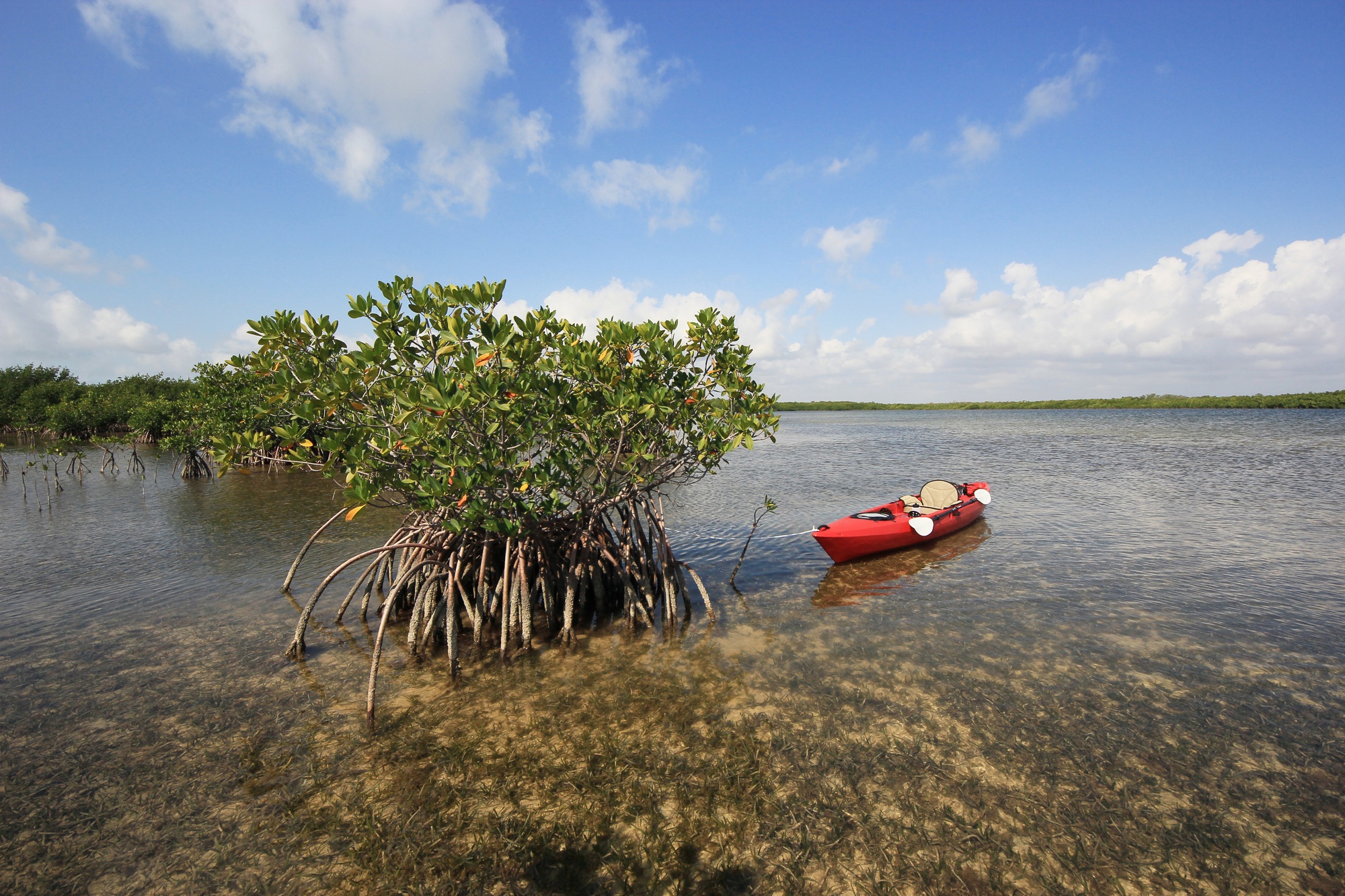 Kayak near a red mangrove tree on turtle grass beds in Biscayne National Park