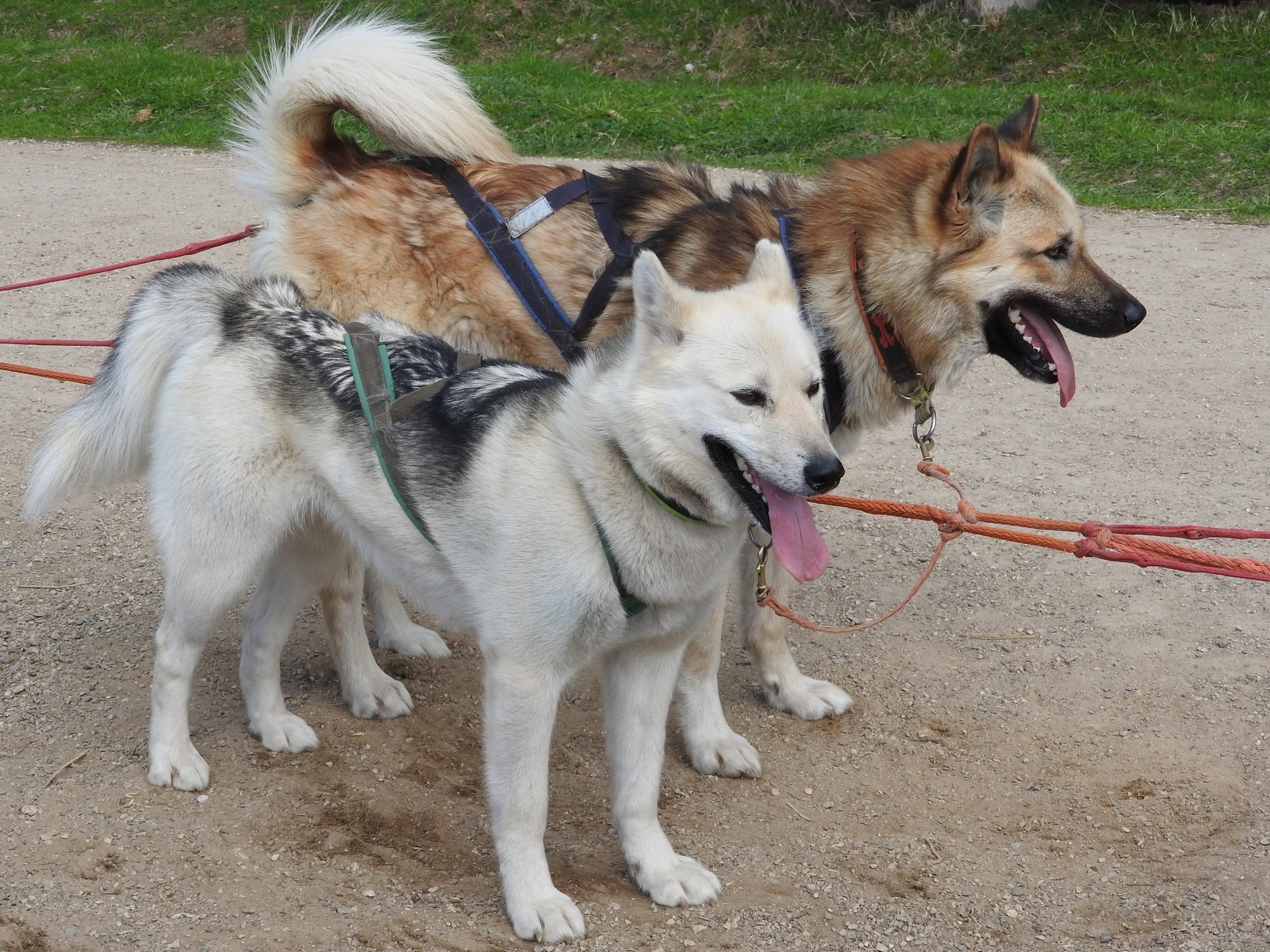 Sled dogs make Denali one of the best national parks for kids