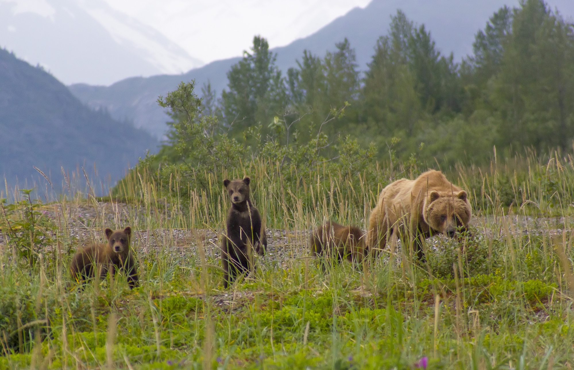 A family of brown bears in Glacier Bay National Park