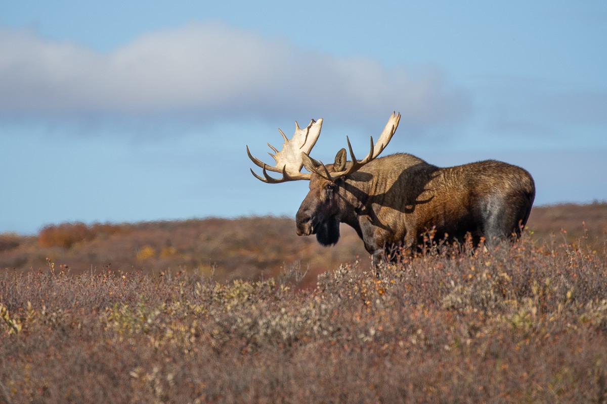 Moose in Denali National Park