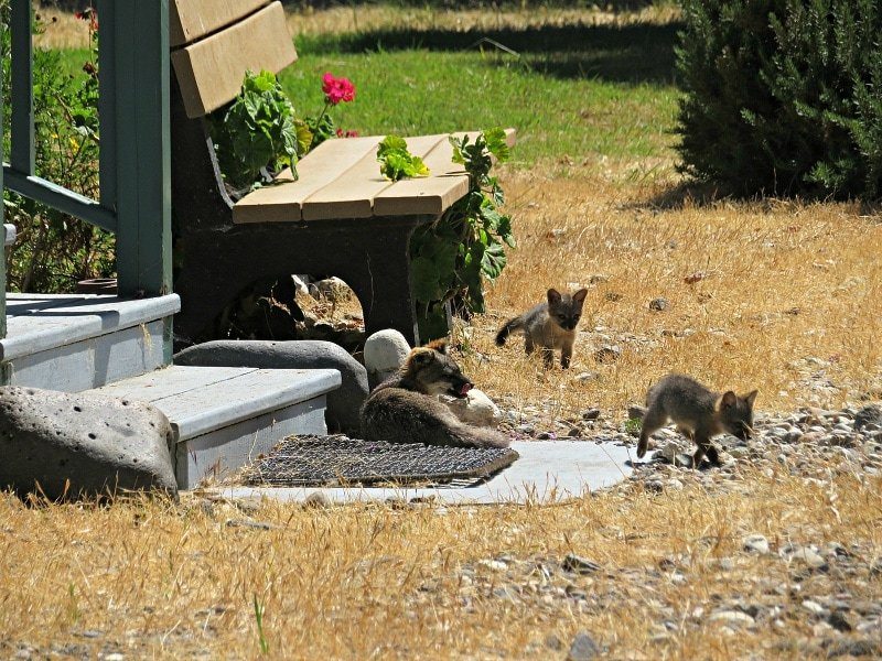 A family of island foxes on Santa Cruz Island in the Channel Islands National Park