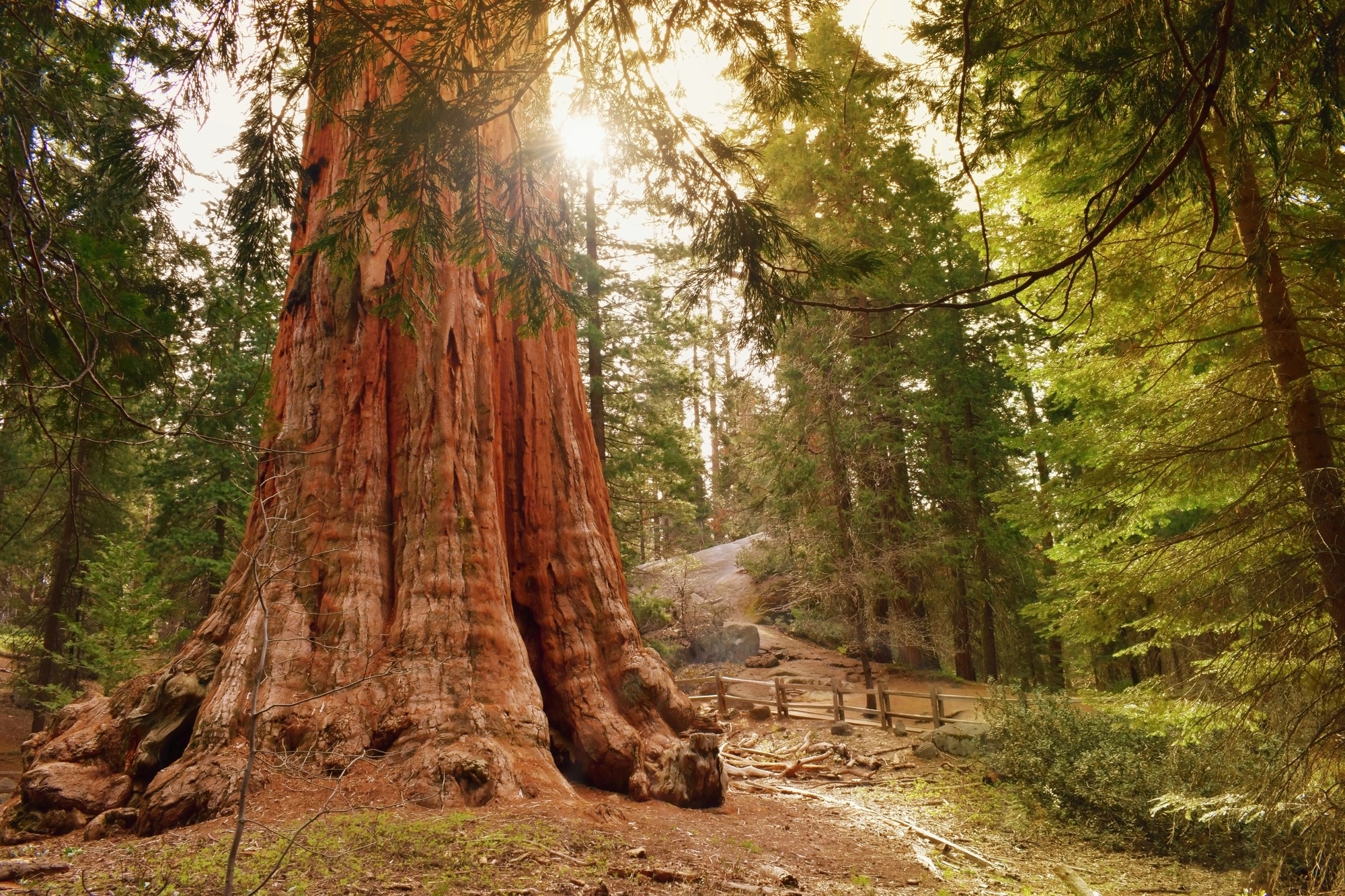 The General Grant Tree, the second largest tree in the world, in Kings Canyon National Park 