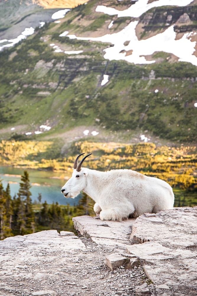 A mountain goat in Glacier National Park 