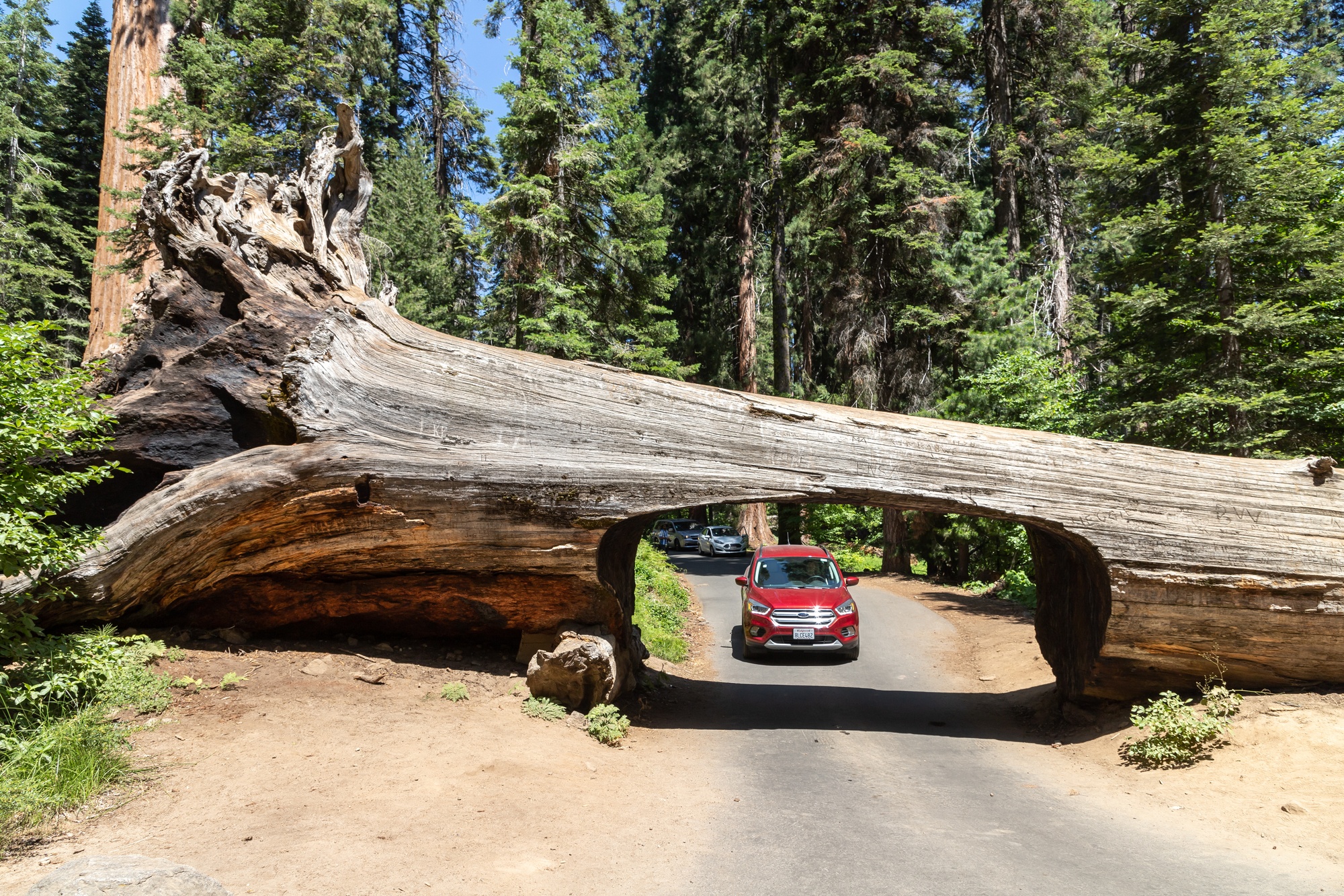 Tunnel Log in Sequoia National Park