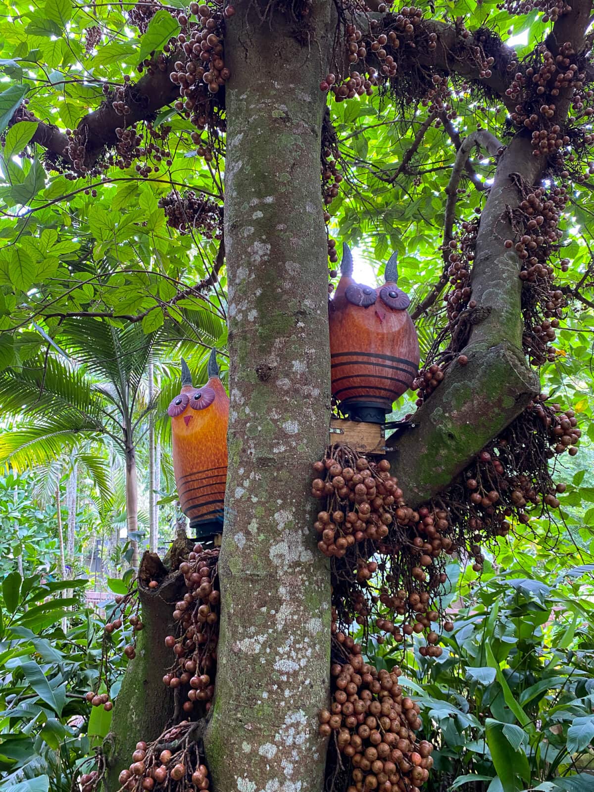 Whimsical owl figures in a fig tree at Flamingo Gardens