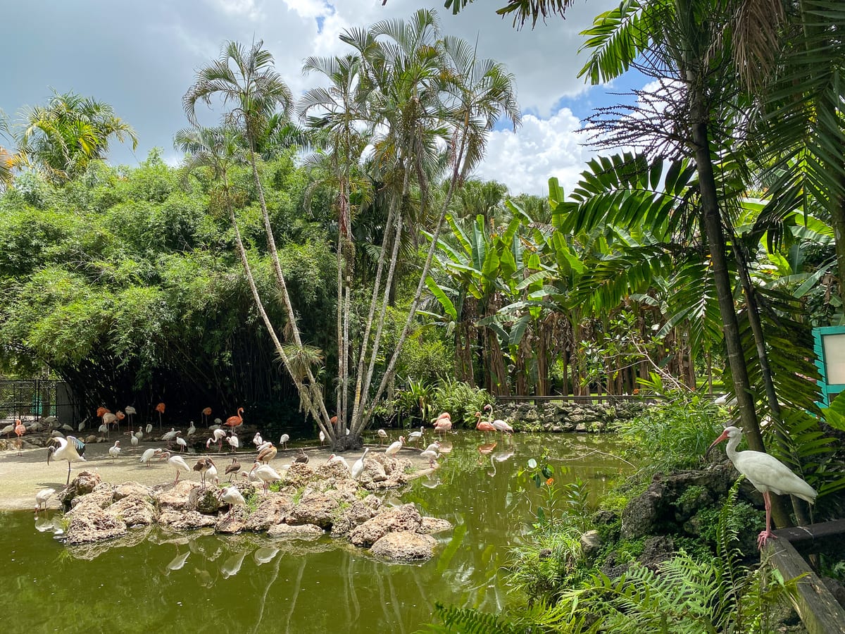 A flamboyance of flamingoes at Flamingo Gardens