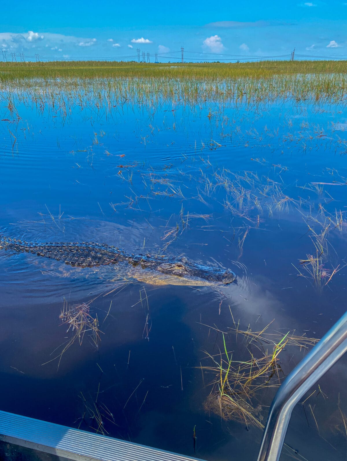 Alligator swimming near Sawgrass Recreation Park airboat near Fort Lauderdale