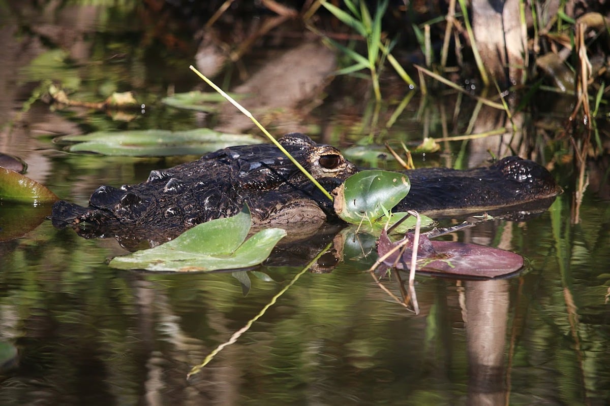 Crocodile or alligator spotted on a Miami airboat tour in the Florida Everglades