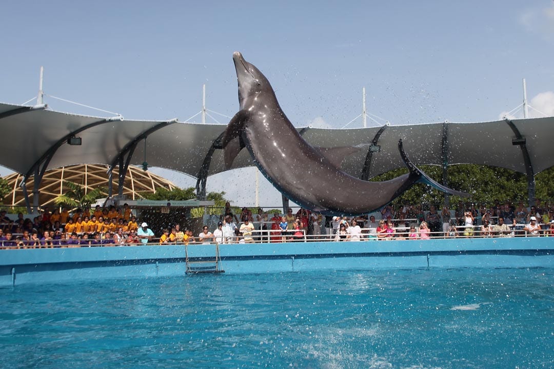 Dolphin show at Miami Seaquarium 