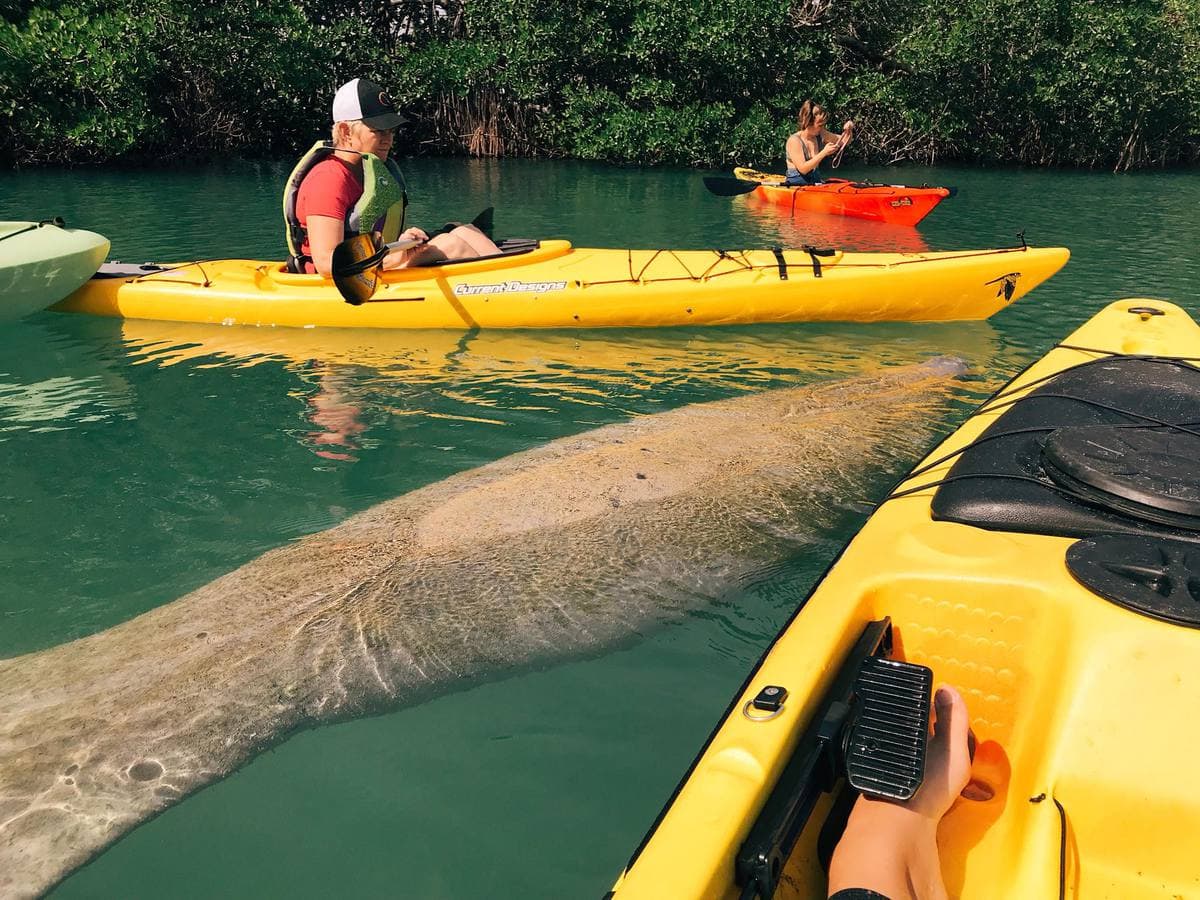 Kayaking with manatees near Miami