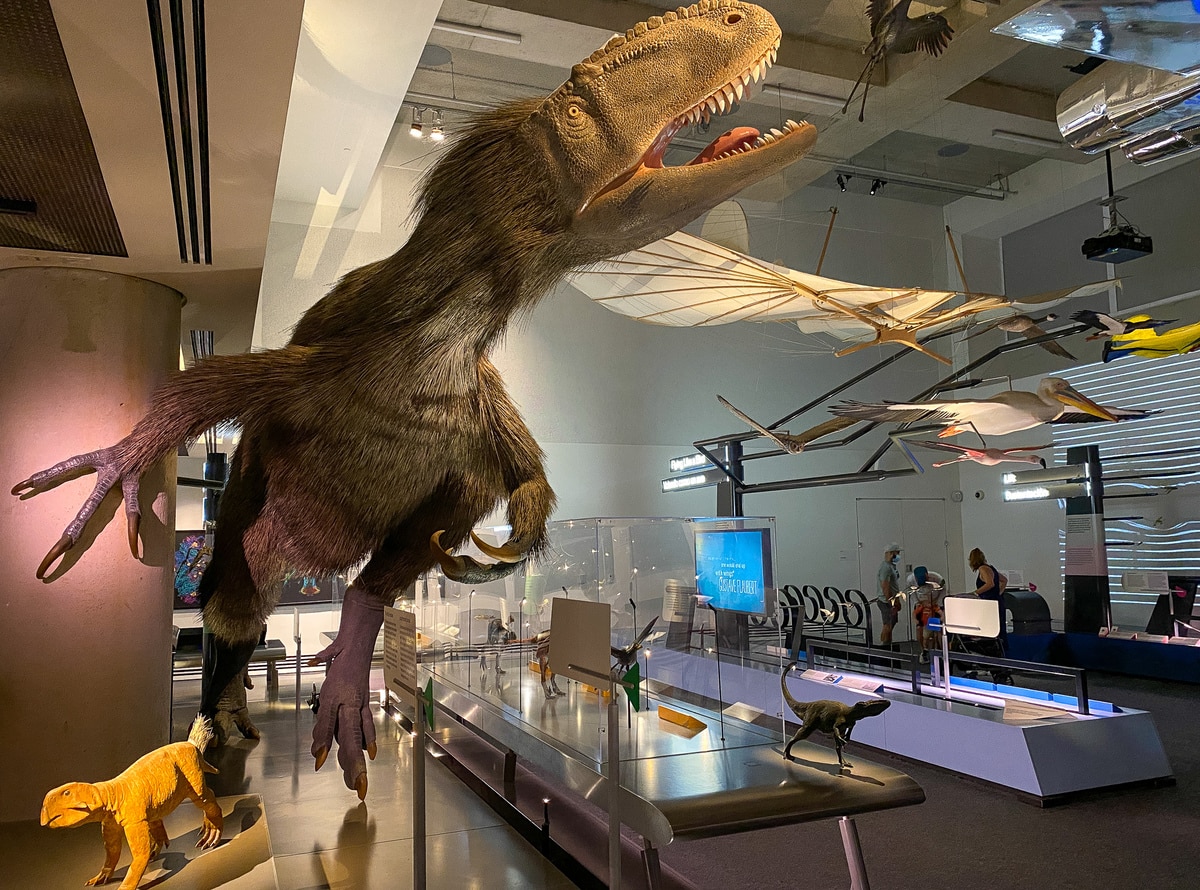 Feathers to the Stars at the Frost Museum of Science