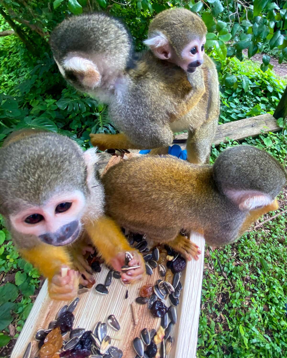 Spider monkey at Monkey Jungle in Miami