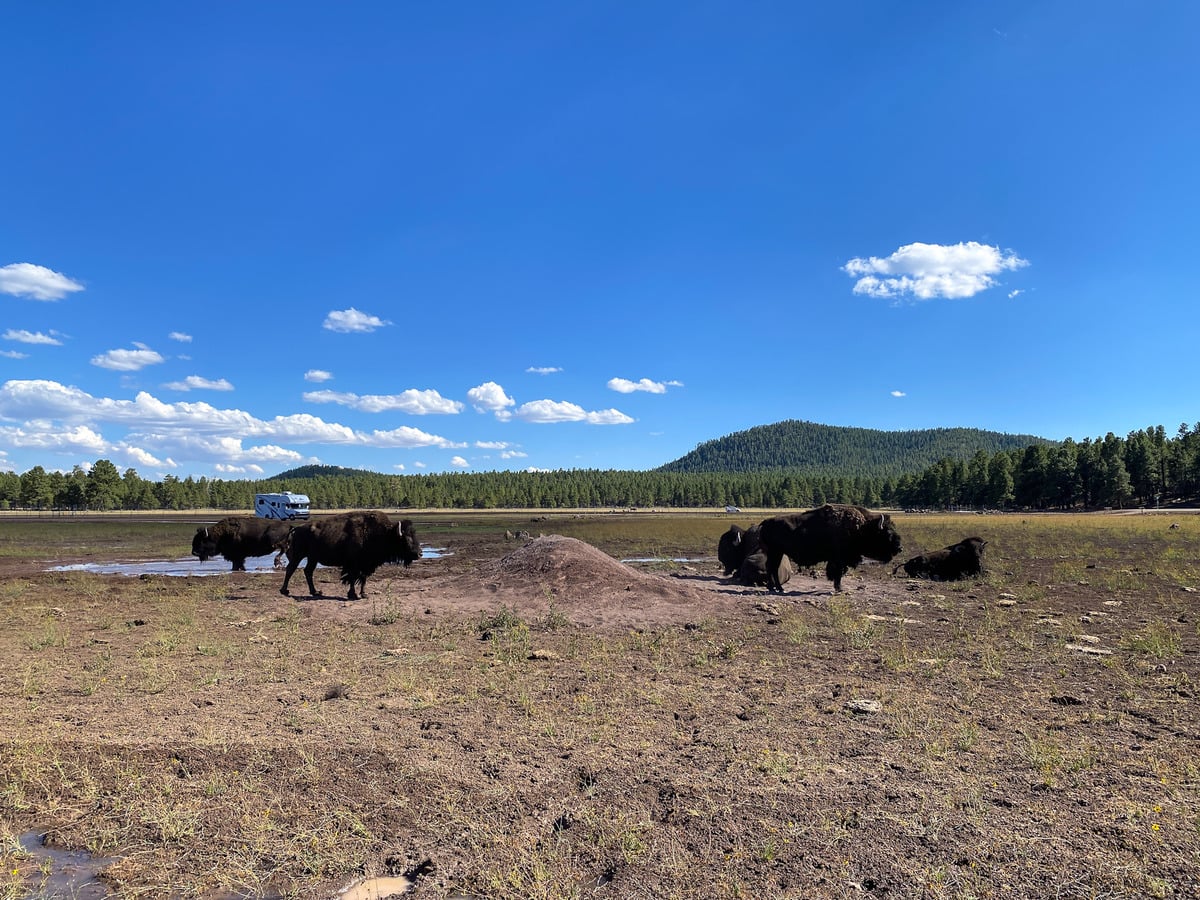 Buffalo roaming in a vast habitat in the drive-through portion of Bearizona Wildlife Park near Flagstaff