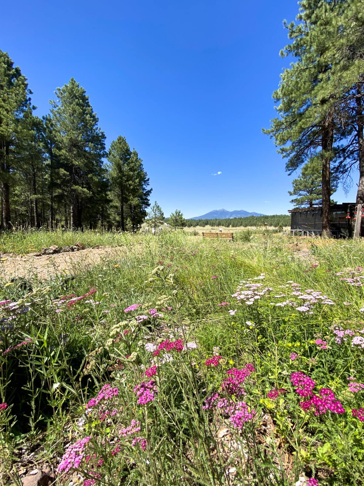 Spring flowers at the Arboretum at Flagstaff 