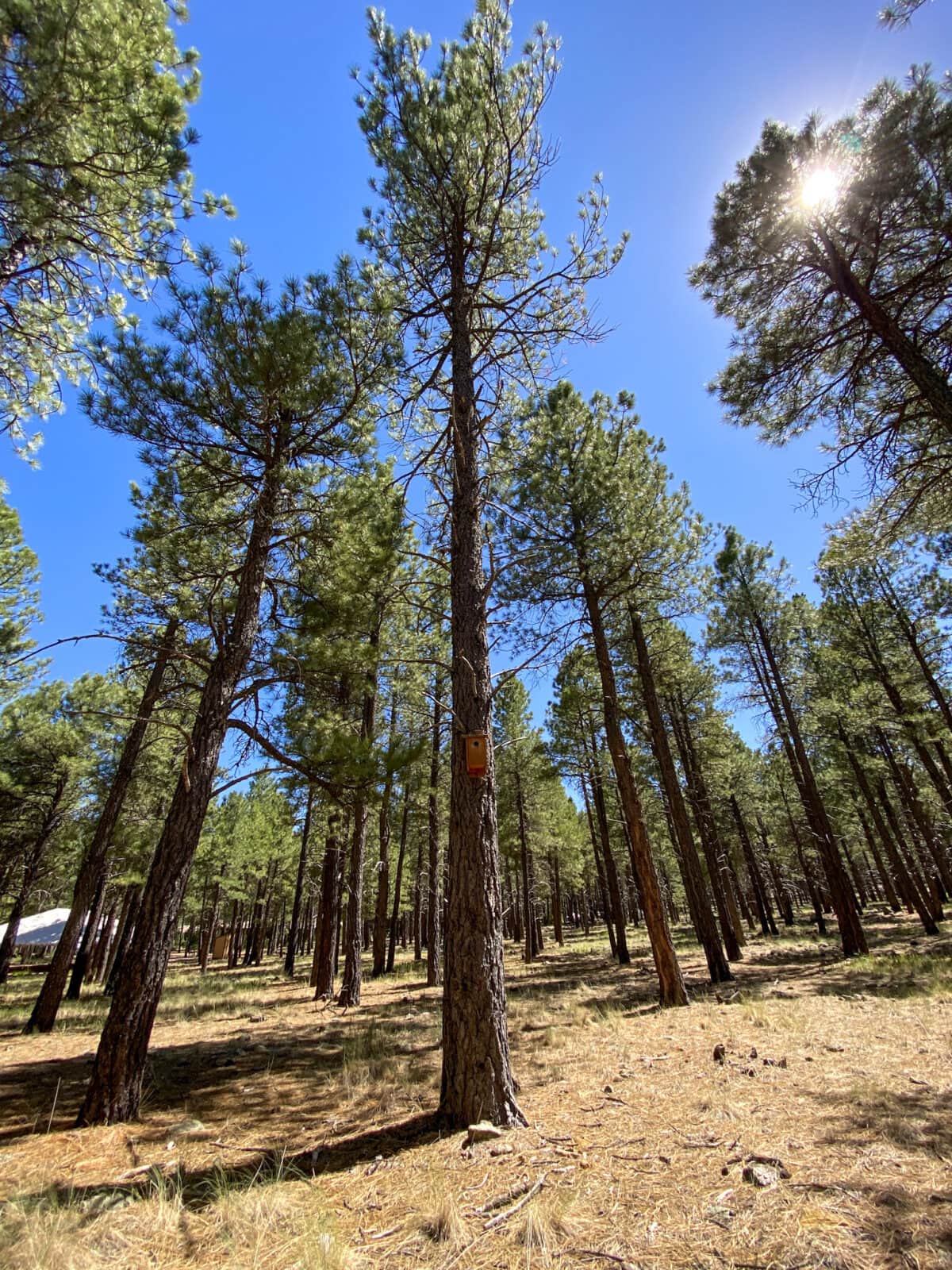 The Arboretum at Flagstaff