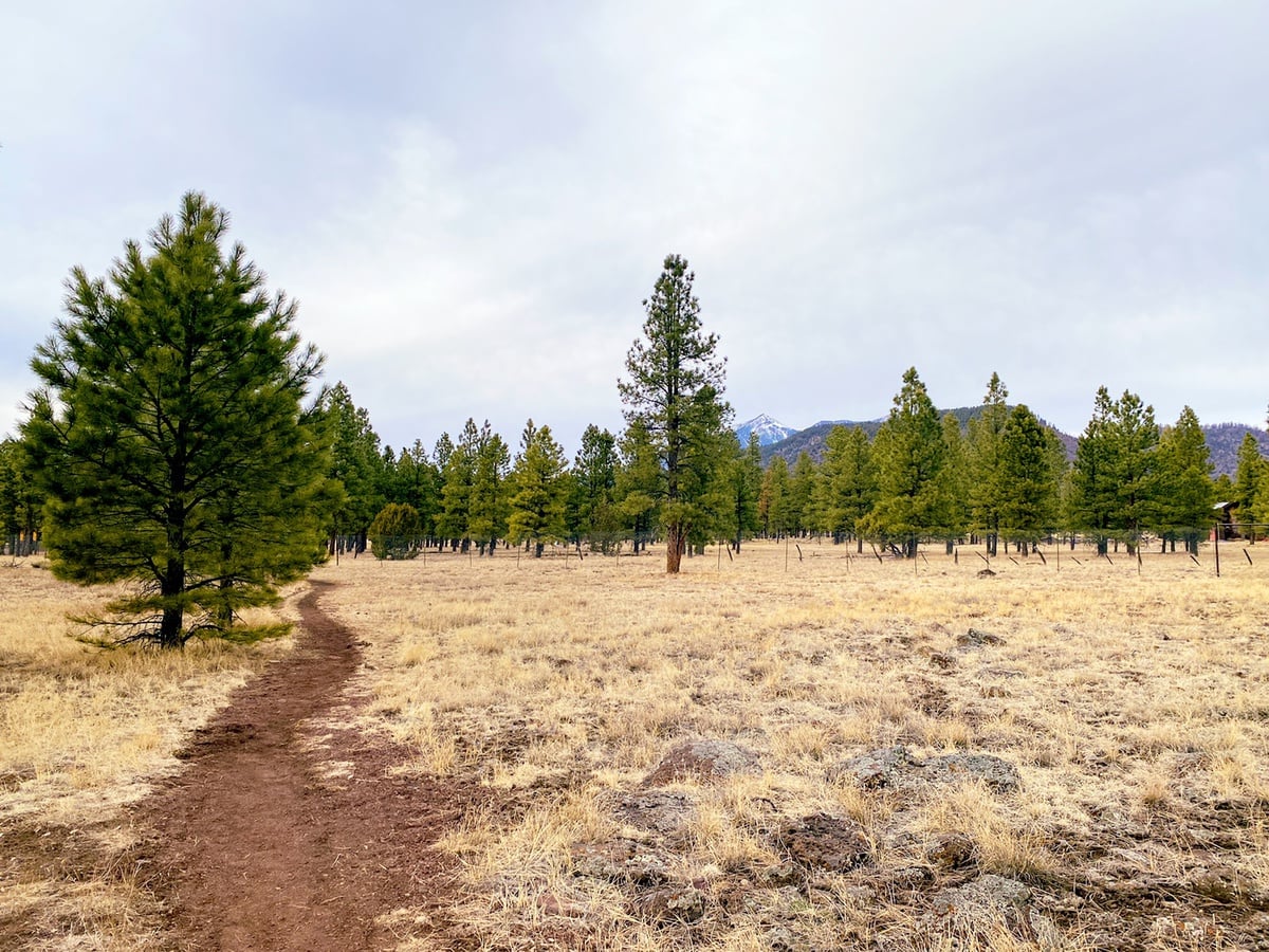 Buffalo Park Trail in Flagstaff, AZ