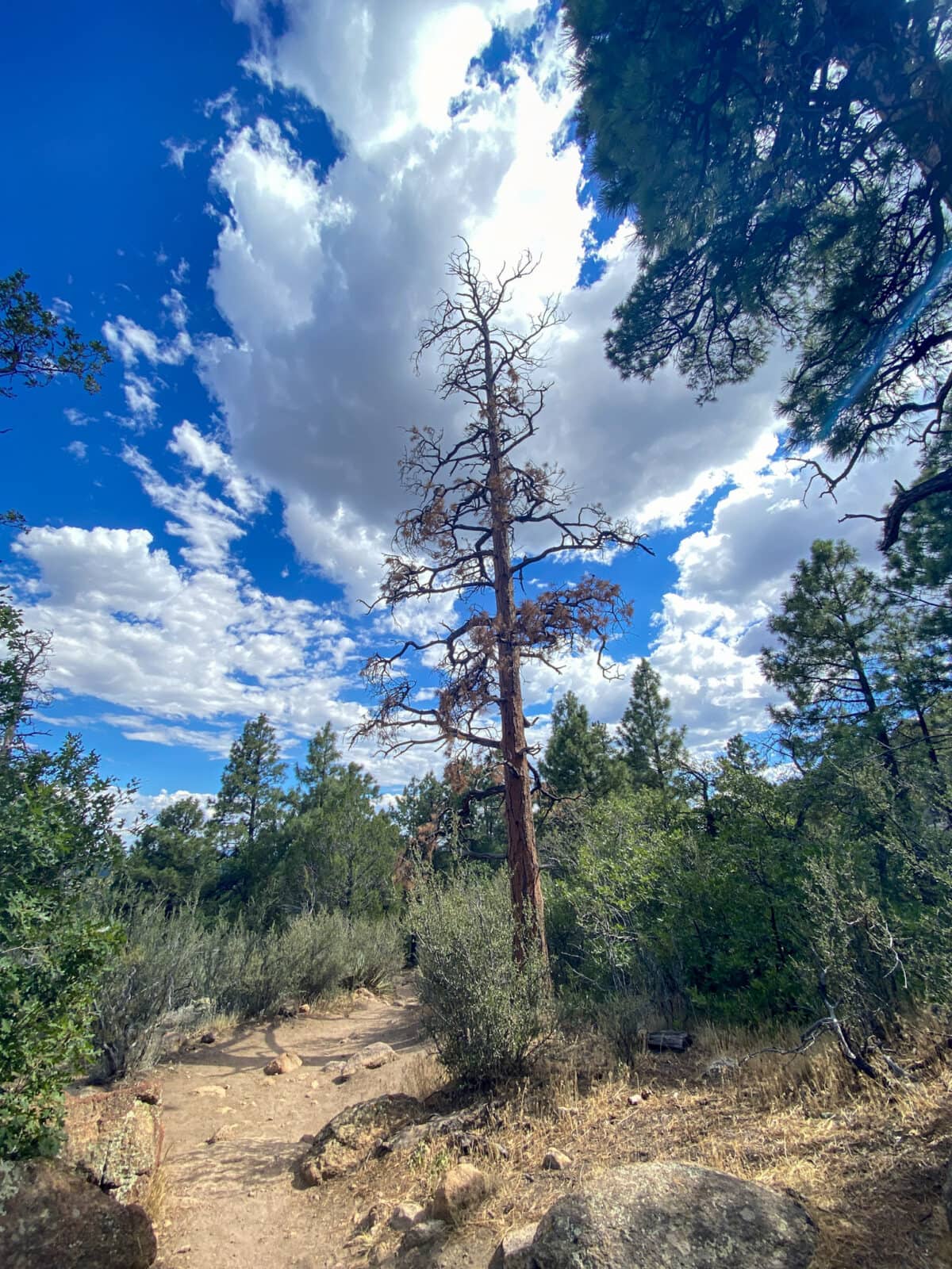 Fatman's Loop Trail in Flagstaff