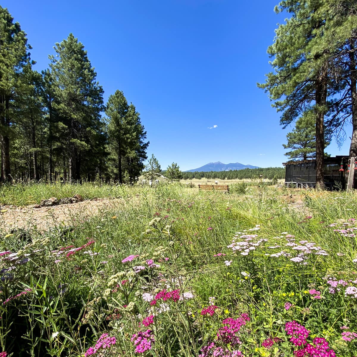 Flagstaff, Arizona's natural beauty