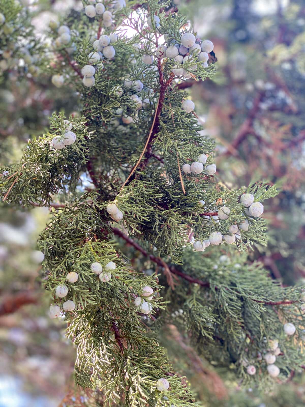 Juniper berries spotted on Fatmans Loop Trail 