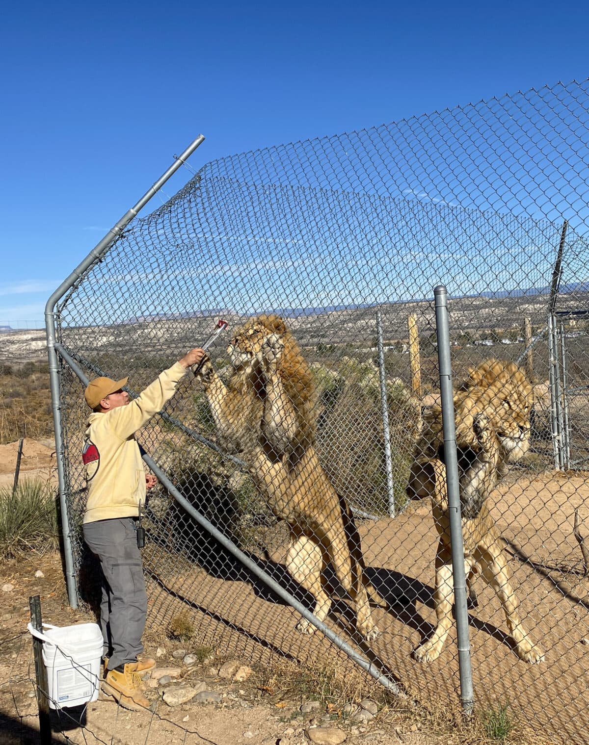 Our guide feeding lions on our SuperMog Tour at Out of Africa Wildlife Park in Arizona