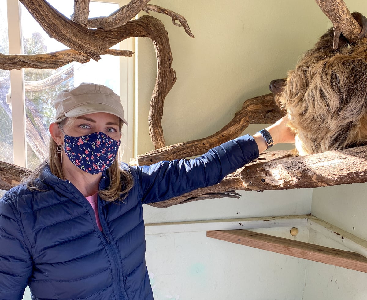 Petting Bart the sloth during the Sloth Encounter at Out of Africa Wildlife Park in Arizona