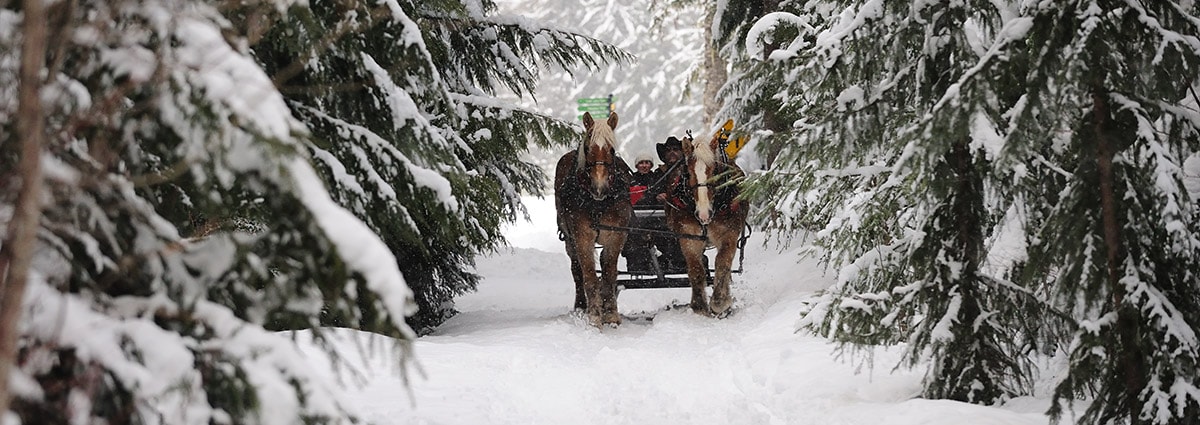 Historic Hitchin' Post Stables horsedrawn sleigh ride near Flagstaff, Arizona