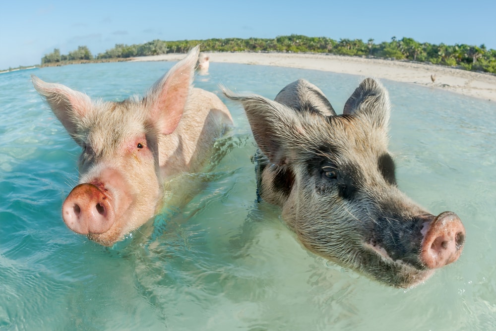 Swimming pigs in The Bahamas