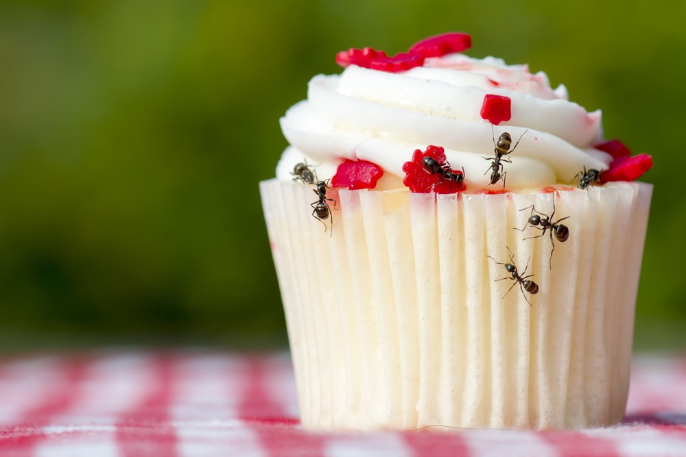 Avoid pesky bugs at your backyard party