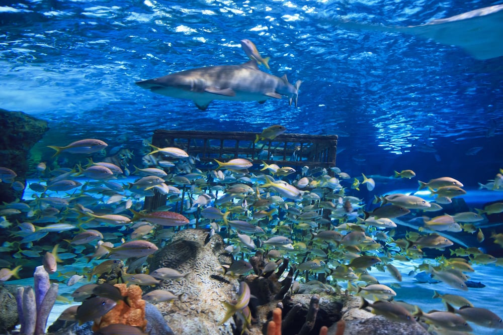 Ripley's Aquarium Myrtle Beach