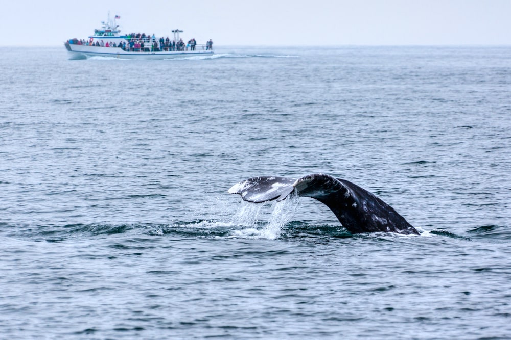 Whale watching in Southern California