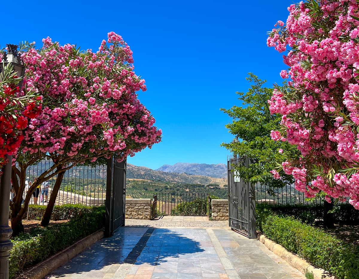 Pink flowers and pretty view in Ronda, Spain