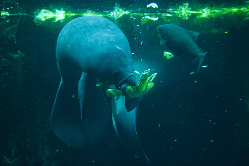 A manatee eating lettuce 