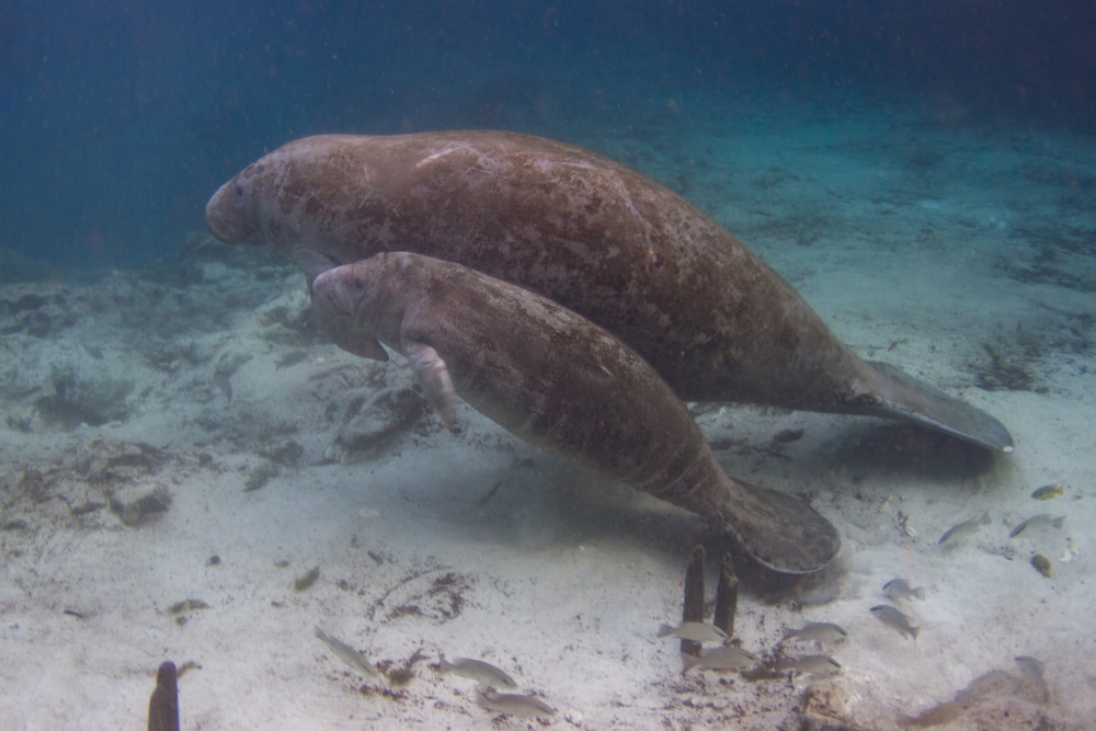 A mama manatee and her calf in Crystal River, Florida