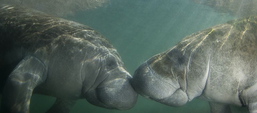 Two endangered Florida Manatee nose to nose