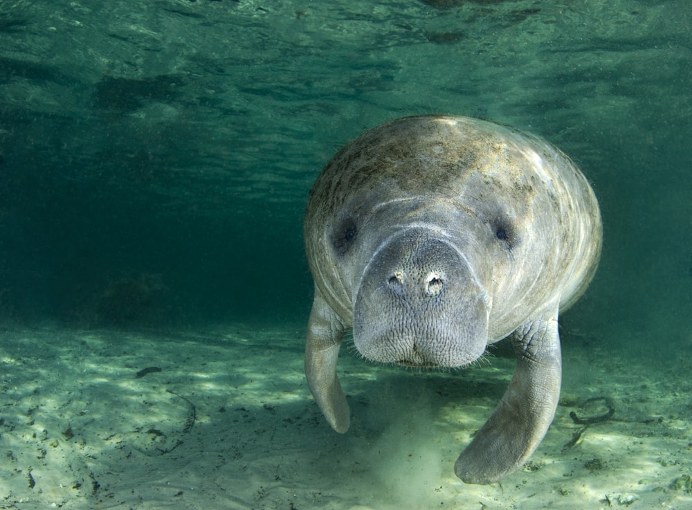 Manatee in Crystal River, Florida