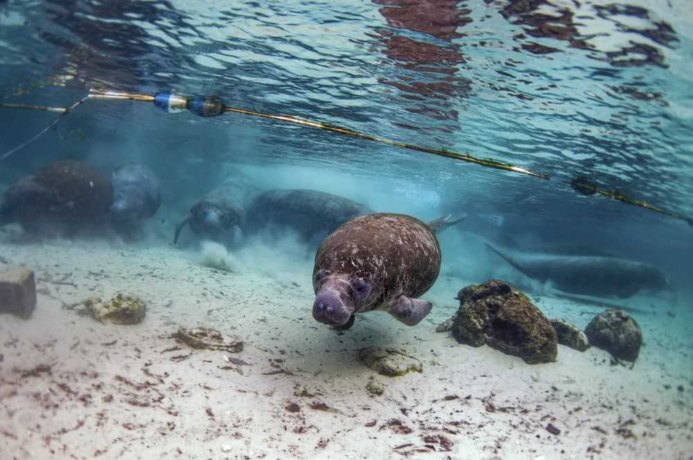 Manatees at Crystal River 