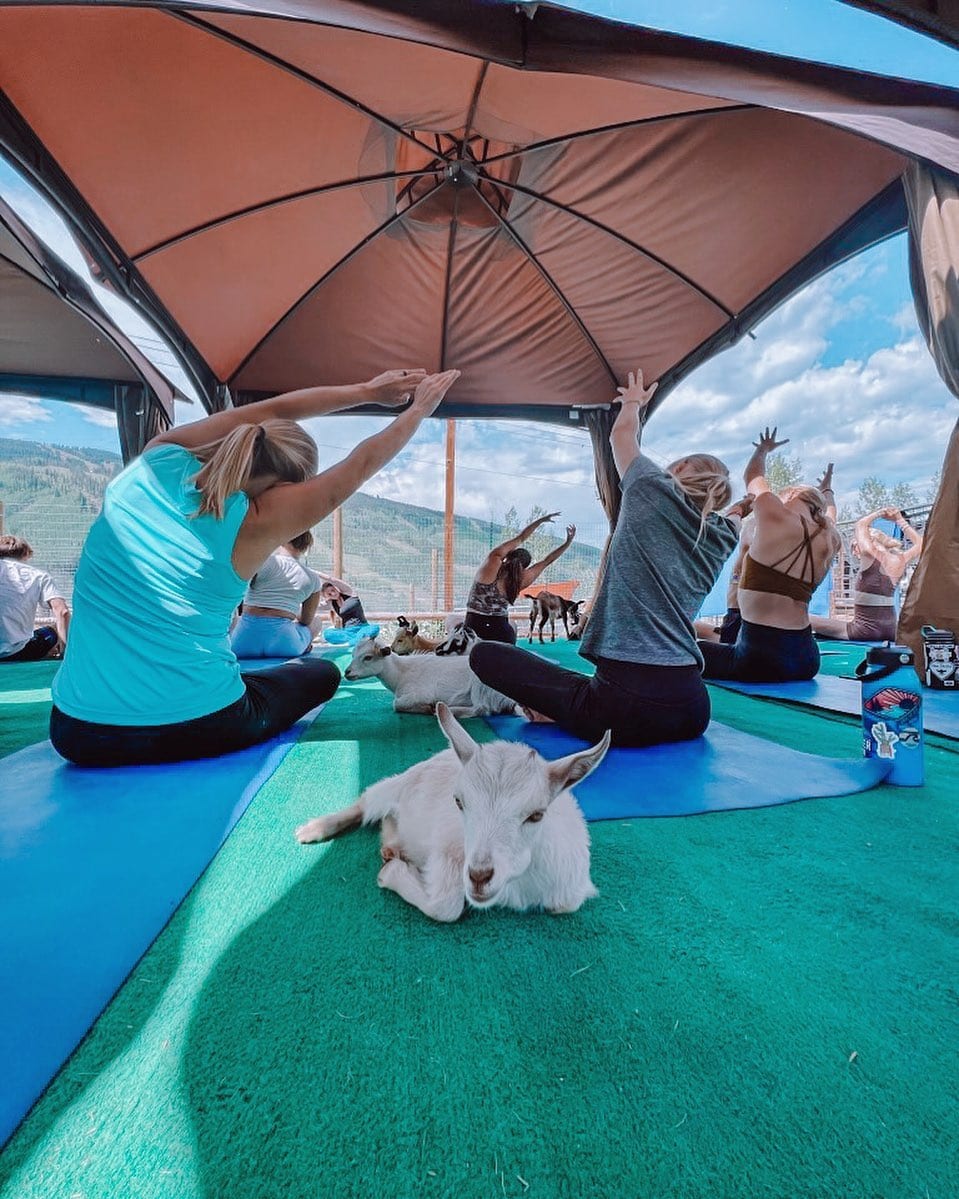 Goat Yoga with Vail Stables