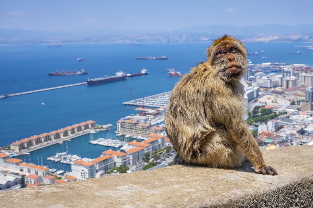 Barbary macaques at the top of Gibraltar 