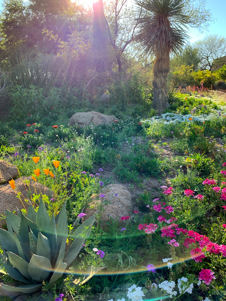 Spring at the Desert Botanical Garden