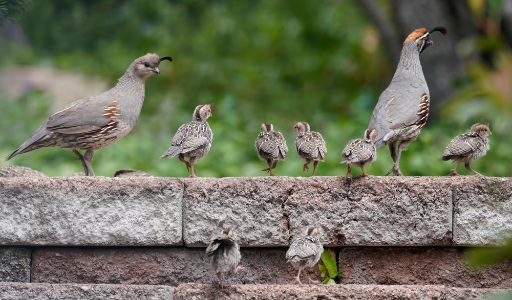 A brood of Gambel's quails