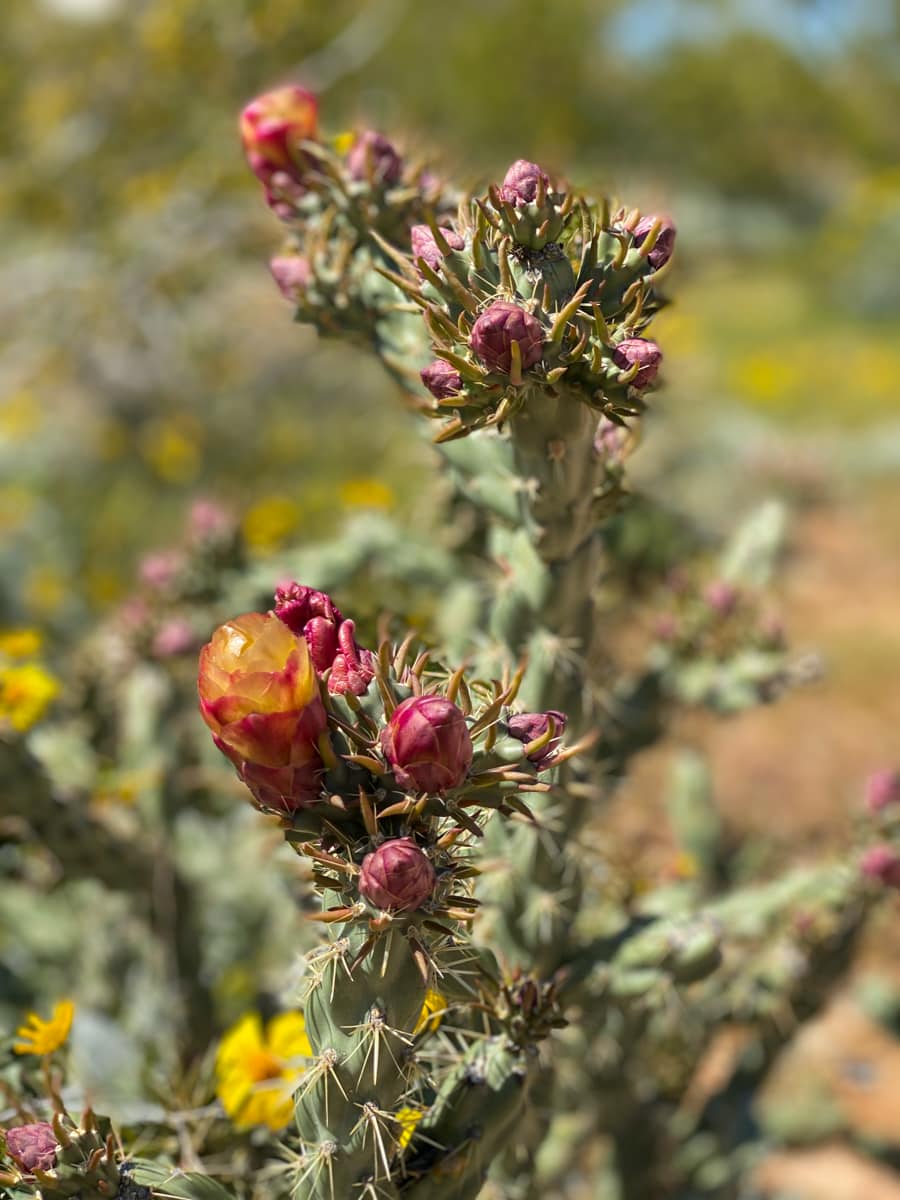 Blooming pencil cholla cactus