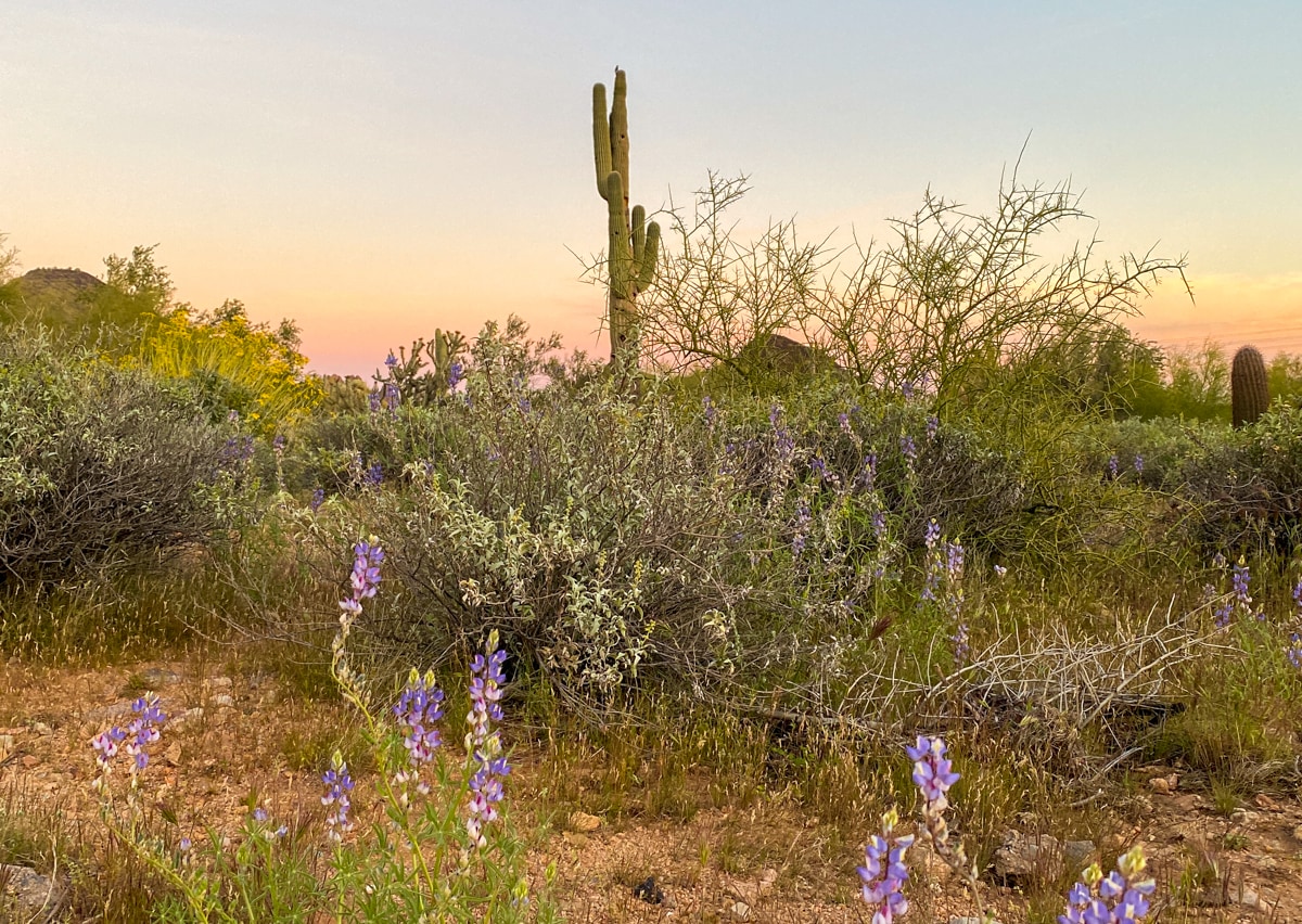 Purple spring flowers in Scottsdale, Arizona