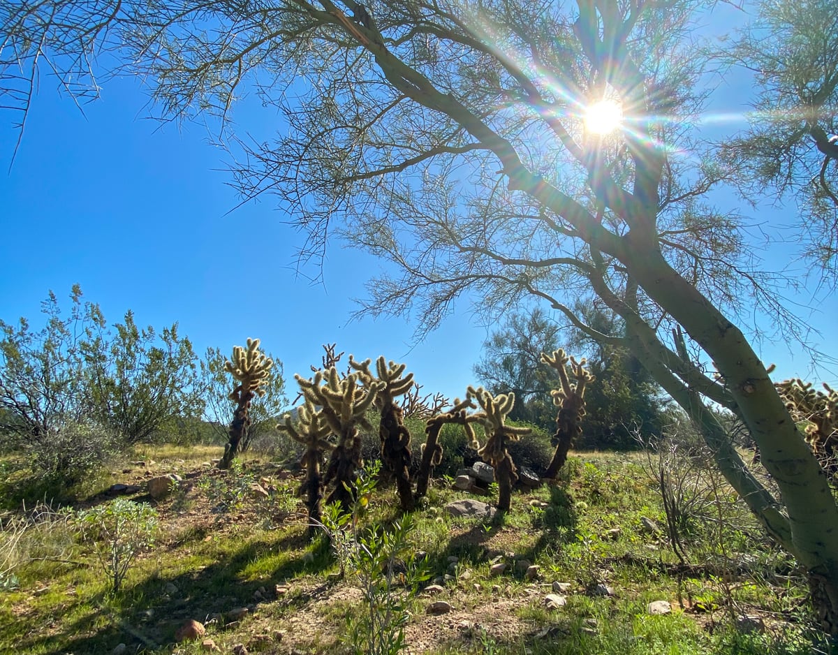 Sunshine lures visitors to Scottsdale in winter