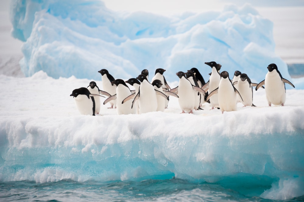 Adelie penguins in Antarctica