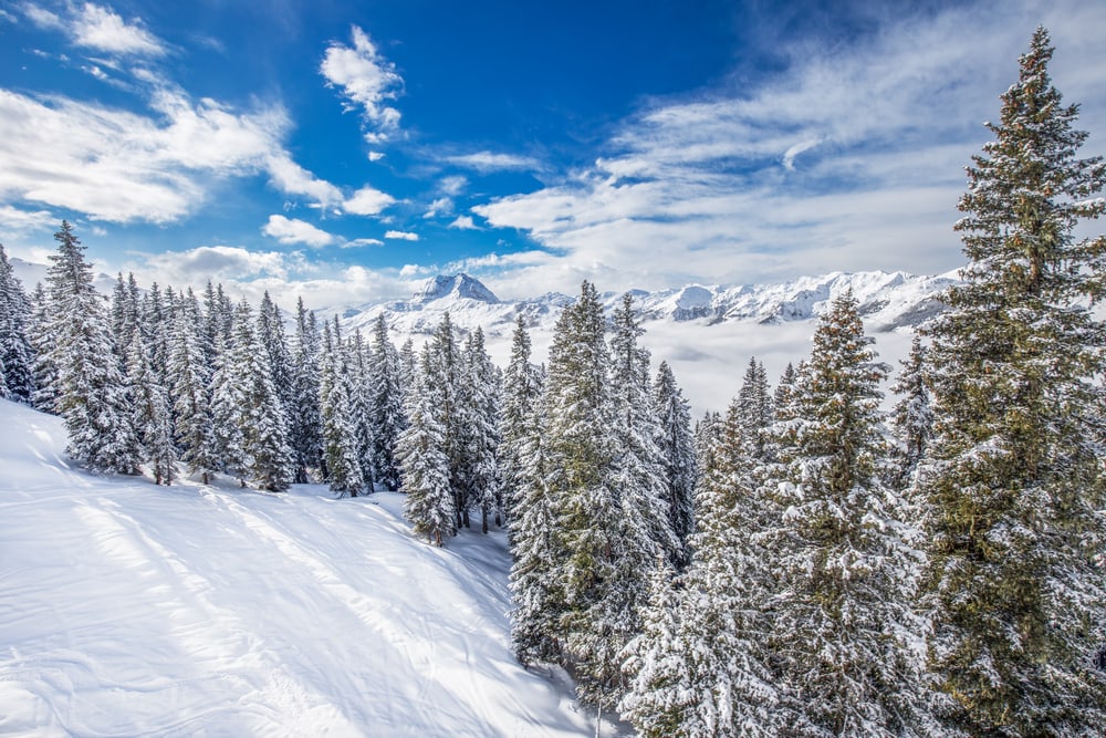 Trees covered by fresh snow in the Tyrolian Alps