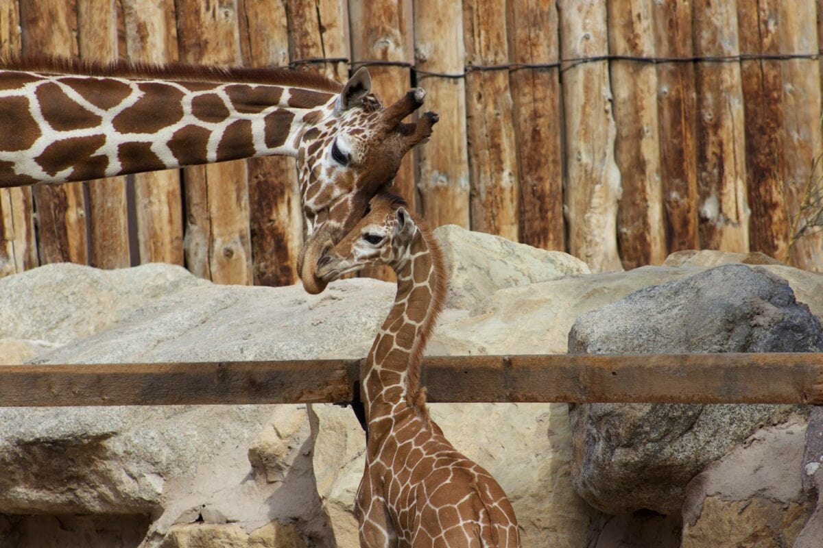 Mom and baby giraffe at the ABQ BioPark Zoo 