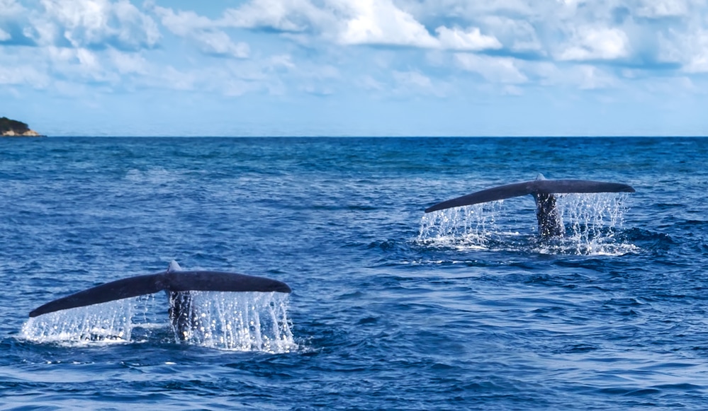 Humpback whales diving in the ocean 