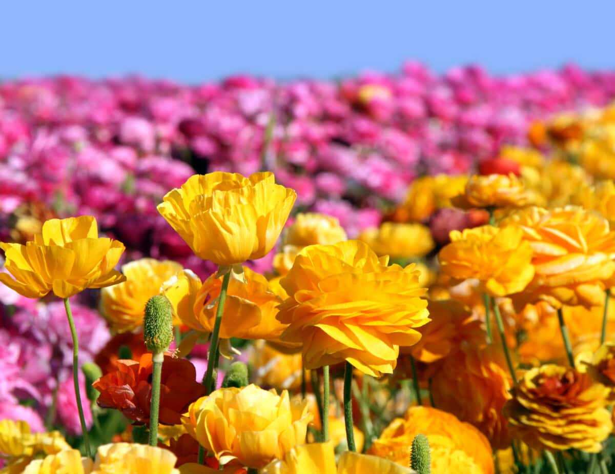 Ranunculus up-close at Carlsbad Flower Fields